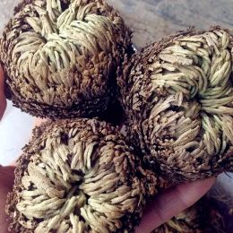 Leathercraft Gedroogde bloem magie Resurrection Plant Rose van Jericho Dinosaur Plant Air Fer For Home Garden Decoration Bonsai Artificial Flower