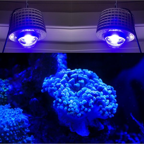 Iluminación de acuario LED espectro completo, 100W, bombilla Cree, coral marino, SPS, LPS, tanque de arrecife, azul, blanco, personalización de color con EU PL