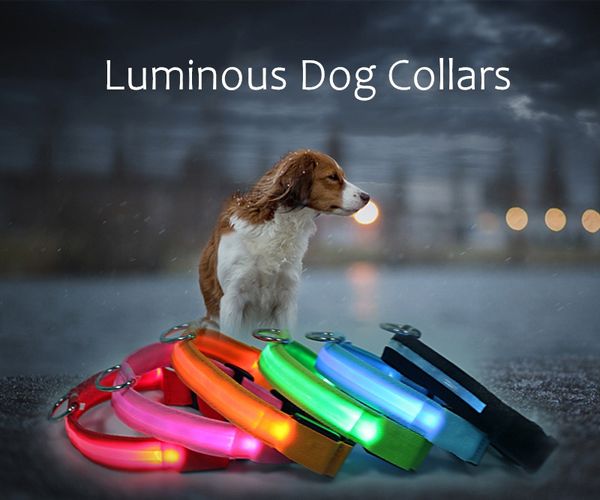 Collier pour chien rechargeable à LED sécurité nocturne clignotant pour animaux de compagnie colliers Anti-perte/accident de voiture laisse lumineuse pour chiens colliers fluorescents lumineux articles ménagers