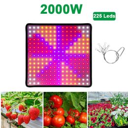 Luz LED para cultivo de plantas, luces profesionales de espectro completo para cultivo de plantas de interior, crecimiento y floración de plántulas