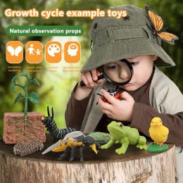 Cycle de vie Figurines Animaux Insecte Cycle de croissance des plantes animales Toys Préscolaire Apprentissage Aides d'enseignement pour les enfants de la maternelle