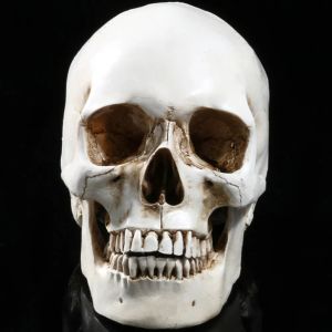 Replica Modèle de vie de Skull Human Resin Human Resin Traçage anatomique Skeleton Squelette Halloween Decoration Statue