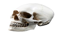 LifeSize 11 Modèle de crâne humain Réplique de résine Médical anatomique Tracing Enseignement médical Squelette Halloween Decoration Statue Y2015854989