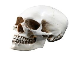 LifeSize 11 Modèle de crâne humain Réplique de résine Médical anatomique Tracate Medical Teaching Skeleton Halloween Decoration Statue Y2019870994