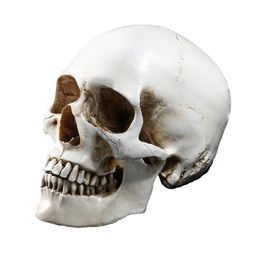 Levensgrote 11 Menselijke Schedel Model Replica Hars Medische Anatomische Tracing Medische Onderwijs Skelet Halloween Decoratie Standbeeld Y201265P