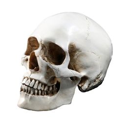 Levensgrote 11 Menselijke Schedel Model Replica Hars Medische Anatomische Tracing Medisch Onderwijs Skelet Halloween Decoratie Standbeeld Y201267G