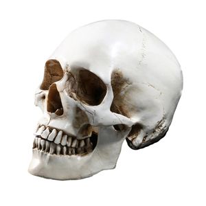 Réplica de modelo de cráneo humano de tamaño real, resina, rastreo Anal, enseñanza, esqueleto, decoración de Halloween, estatua Y201006230D