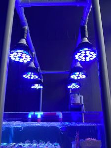 Éclairages LED à spectre complet pour Aquarium, 54w, lampe de croissance pour Aquarium, ampoule pour poissons de corail, eau salée, NanoTank, plante SPS LPS