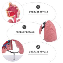 Sistema de enseñanza de anatomía respiratoria de pulmón Modelo de exhibición humana Escuela Pulmones Anatómico Corazón Educativo juguete nasal