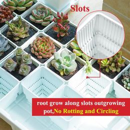 Meshpot 2 3 4 pouces carrés en plastique plantes succulentes planteurs Pots avec plateau ensemble pépinière Pot Cactus plante Pot jardin Pot LJ201222255W