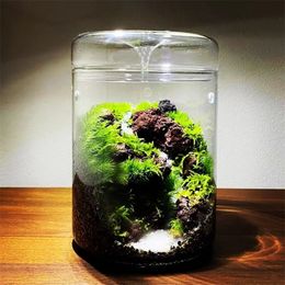 Micro paisaje botellas de vidrio creatividad colección de rocío jarrón suculento musgo Bansai terrario decoración del hogar 231227