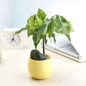 Mini colorée de plante en plastique rond Pots de fleurs pour décoration de bureau à domicile plantes succulentes planteurs en pot