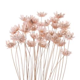 Mini gypsophile fleurs séchées plantes naturelles conserver la petite étoile de mariage floral de la maison décor décor de bricolage de bricolage bouquet