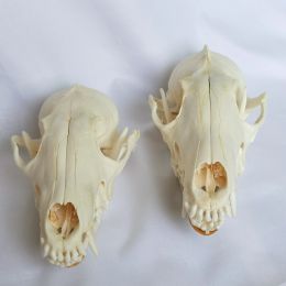 Miniatures 1 PCS / 2 PCS Real Fox Skulls Étude académique Gift surprise, Real Animal Skulls (Snow Fox)
