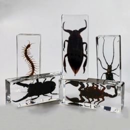 Miniatures Grand spécimen d’insecte d’insecte en résine Tarentule Résine époxy Bug Centipede Coléoptères Scorpion Spécimen Grand Insecte Décoration de bureau