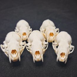 Crânes de vison miniatures, os d'animaux réels, décoration de maison/jardin/bocal à poissons, cadeau d'halloween, nouveau