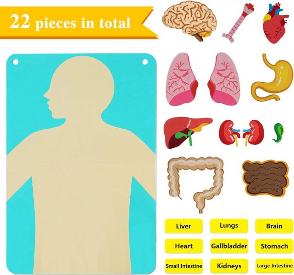 Partes de cuerpo humano Montessori con órganos en 3D Anatomía Human Juego Book Toy Book, enseñando partes del cuerpo sentí historias de tableros para niños pequeños