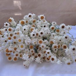 Meer dan 60 bloemhoofdjes/bundelechte natuurlijke gedroogde witte cineraria bloemboeketdroge rozen bloemstuk decoratiehuis 240321