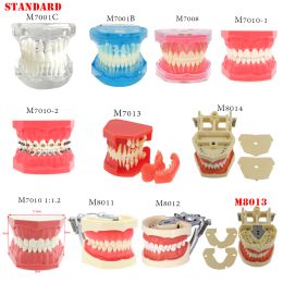 Modèles d'enseignement de modèle de dents de dents multiples