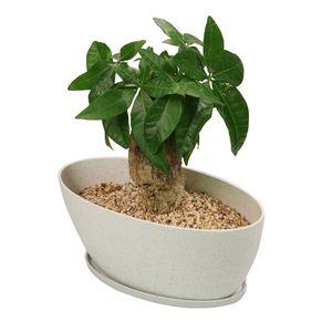 Muzhi lange ovale moderne minimalistische succulente bonsai planter potten met dienblad, biologisch afbreekbare bamboevezel bloempot voor raam indoor planten