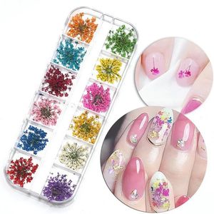 Nail Art Decoraties 1.5 STKS 12 Kleurendoos 3D Gedroogde Bloem Decoratie Natuurlijke Bloemen Gemengde Droge DIY Sieraden Charms UV Gel Polish 230927