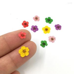 Nail Art Decoraties 50 Stuks 3D Gedroogde Bloemen Sticker Vijf Bloemblaadje Bloem Kleurrijke Natuurlijke Echte Droge Sticker Voor Levert Stac22