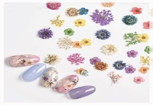 Ensemble de décoration de fleurs séchées pour nail art, véritable fleur sèche, daisybabysbreathfive, série de pétales, accessoires 2042514