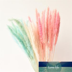 Natuurlijke gedroogde pampas gras roze / wit / geel kleur staart gras droge boeket phrragmites bruiloft bloemen bos voor home decor1