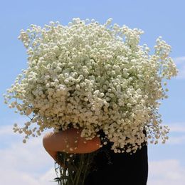 Fleurs de séchée frais naturelles gypsophile paniculata babyes haleine bouquets fleuts cadeau pour décoration de mariage valentines 240529