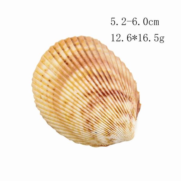 Coquillages naturels coquille pour aquarium décorations pour la maison plage thème fête bougie faisant décor de mariage bricolage artisanat poisson Tan H jllWao