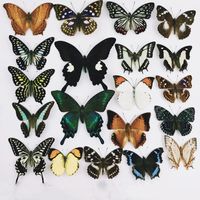 Rhopalocera non montée naturelle / le papillon / papillon Specimen Artwork Material Decor