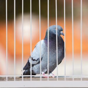 Nids Pigeon Cage porte oiseau approvisionnement nourriture pour animaux jouets toucher le fer de course fournitures pour animaux de compagnie
