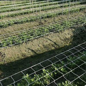 Filet pour Plantes Grimpantes en Maille Fleur Concombre Plantes Épuisette Cadre Support Maille Vigne Treillis Filet Jardin Scrog Net Plante Net