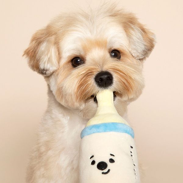 Nouveau 3 pièces chien jouet Ins bébé ensemble sucette bouteille hochet jouet pour animaux de compagnie couinement chien interactif jouet chien jouets pour petits chiens chat en peluche