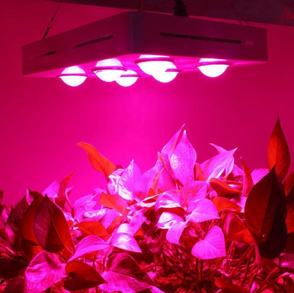 Nouvelle arrivée 900W Full Spectrum COB LED usine Grow Light hydroponiques serre Plantes d'intérieur Seeding Cultivez Flower Lamp