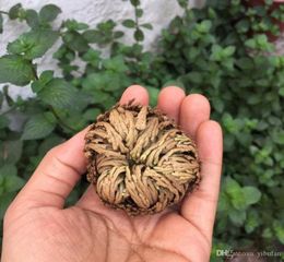 Nueva planta de resurrección mágica Rose de Jericho Dinosaurio Aire helecho Selaginella Moss plantas de bonsai secos Diy Home Garden7212437