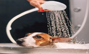 Nieuwe Hond Kat Douchekop Multifunctionele Kraan Kraan Spray Drains Zeef Slang Gootsteen Wassen Haar Huisdieren Lave Water Badkoppen4864190