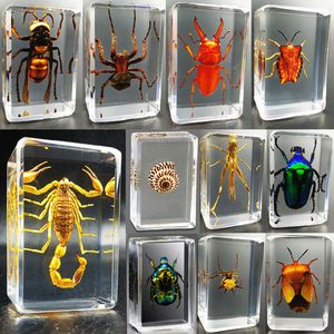 Nuevos especímenes de insectos reales Resina transparente Spider Autumn Armor Golden Turtle Scorpion Butterfly Ciencia Popularización