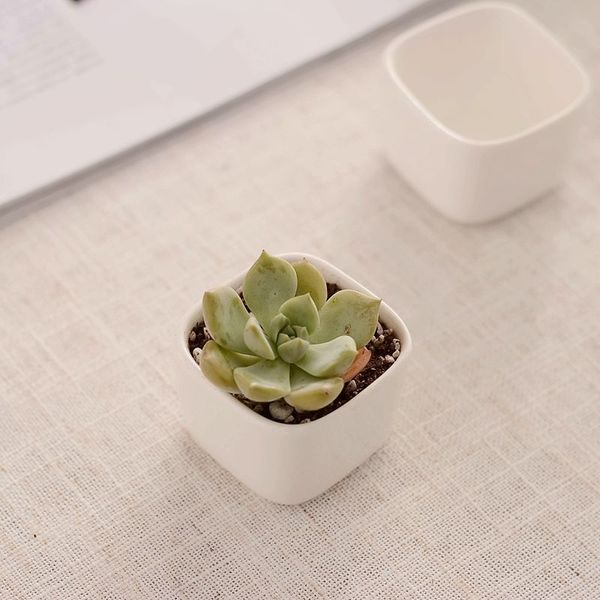 Nuevo Blanco minimalista creativo zakka mini Macetas de cerámica suculentas Bonsai de escritorio Maceta Macetas Suministros de jardín