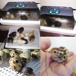 Nieuwste boerderijmachine 4-35 Hatchery Egg Hatchers Incubator Brower Chicken Automatische eieren Incubator Bird Quail Brooder met kaars