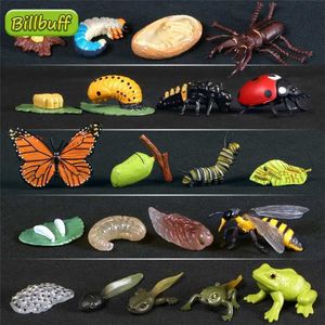 Jeux de nouveauté Hot Simulation Animal ABS Figures Evolution Stage Butterfly Bee Frog Turtle Chicken Solid Life Growth Cycle Set Toy for Children Y240521