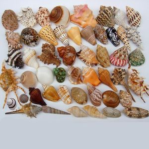 Nieuwheid items Spiral Conch Seashirls With Holes Natural Beach Craft Home Nautical Decoration for Crafts Jewelry Bracelet ketting Starfish