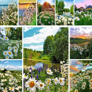Numéro de paysage fleurs chrysanthemum peinture par nombres kit complet kit peintures acryliques 40 * 50 Paiting par nombre peintures murales artisanat