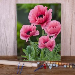 Numéro Poppy Flowers Coloring by Numbers Painting Pack