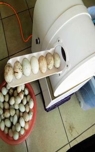 One Homme Opération Automatique Egg Washing Machine Oeufs Nettoyage des œufs Roundez avec un laveur d'oeuf à faible canard6752643