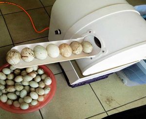 One Homme Opération Automatique Egg Washing Machine Oeufs Nettoyage des œufs avec un laveur d'oeuf à faible canard1698289
