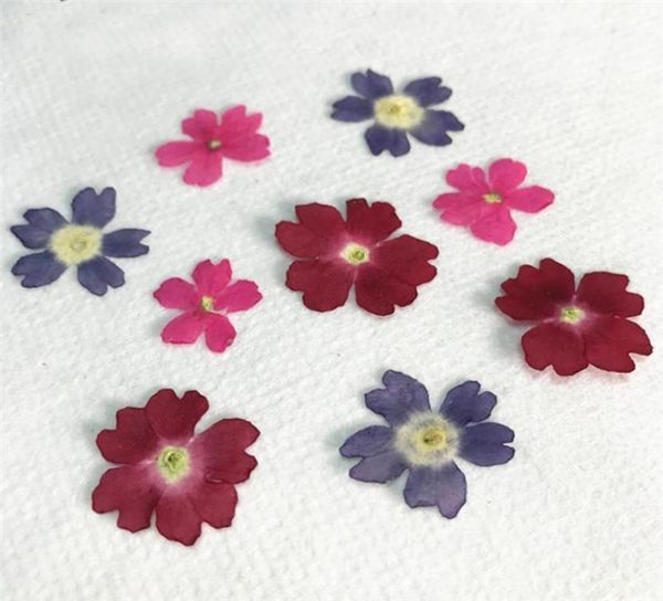 Color original Verbena 2020 Flor prensada floral hecha a mano para espécimen envío completo 120 piezas Y11287934455