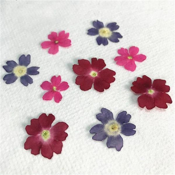 Color original Verbena 2020 Flor prensada floral hecha a mano para espécimen envío completo 120 piezas Y1128200I