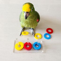 Autres fournitures pour oiseaux Outils de formation pour perroquets en acrylique Jouets éducatifs pour perroquets de petite à moyenne taille