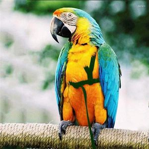 Andere vogels levert anti-bet training touw leiband Parrot Flying Harness